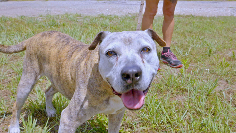 Pit Bulls & Parolees — s14e02 — Here in Their Golden Years