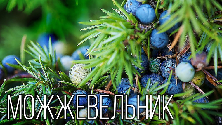 Планета Земля — s04e20 — Можжевельник: Северный кипарис| Интересные факты про можжевельник