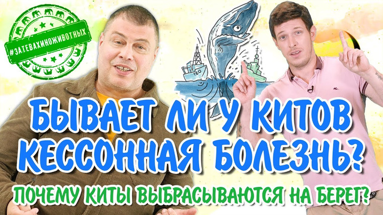 Затевахин О Животных — s01e15 — Почему киты выбрасываются на берег? Бывает ли у китов кессонная болезнь?