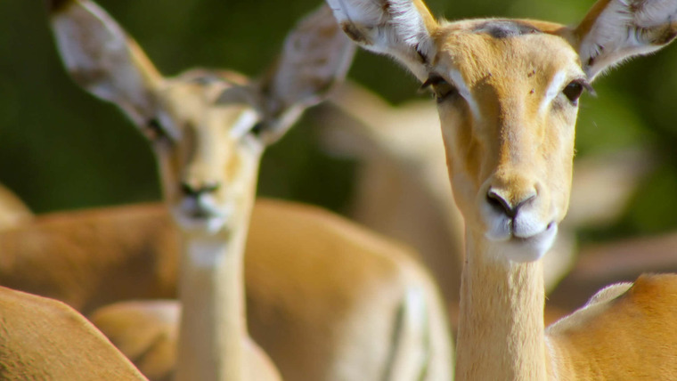 Wildlife Icons — s01e06 — Springbok & Impala: Life in the Herd