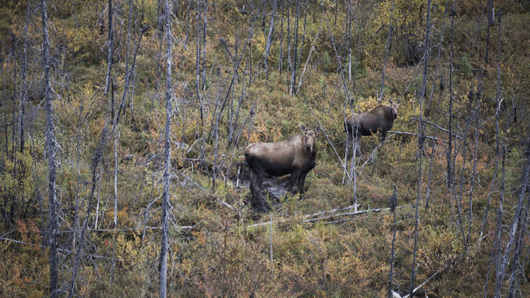Alaska's Grizzly Gauntlet — s01e05 — Moose Ambush
