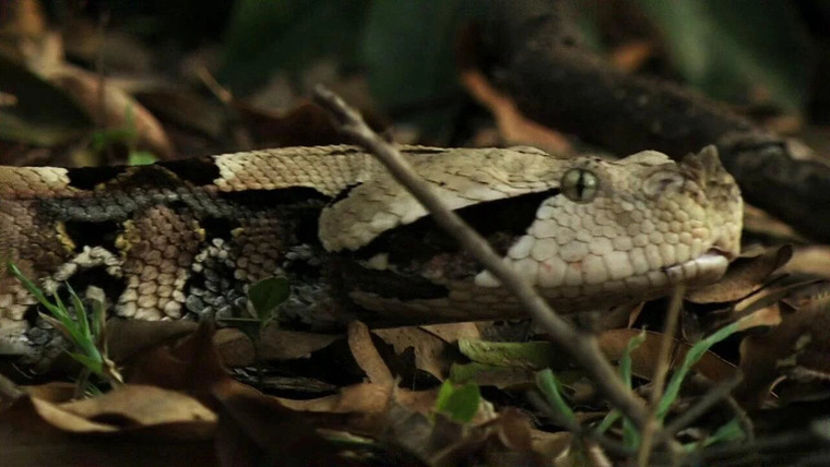 World's Deadliest Snakes — s01e02 — Snakes of Africa
