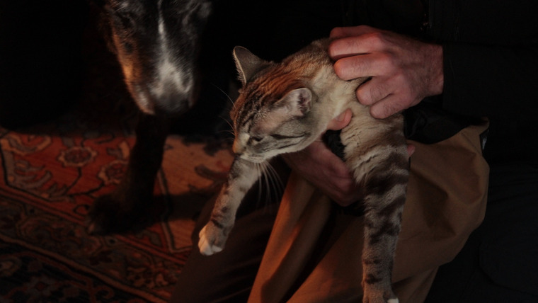 Treetop Cat Rescue — s01e01 — Out on a Limb