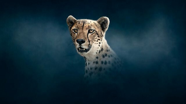 Dynasties — s02e03 — Cheetah