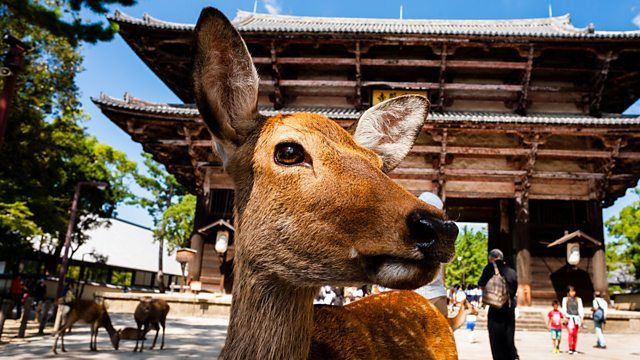 BBC: Живая природа Японии — s01e01 — Honshu