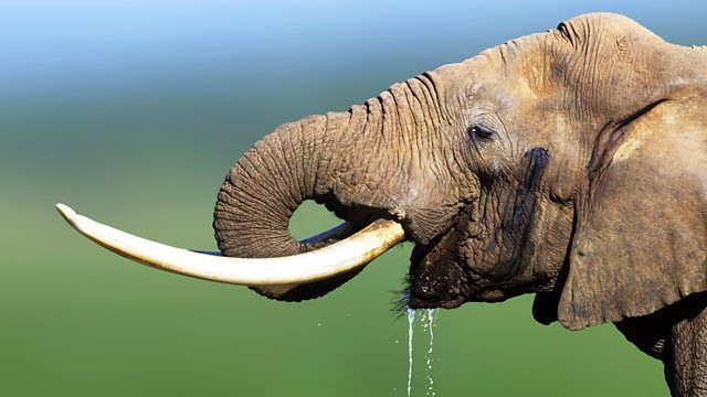 BBC: Чудеса животного мира	 — s01e06 — Elephants