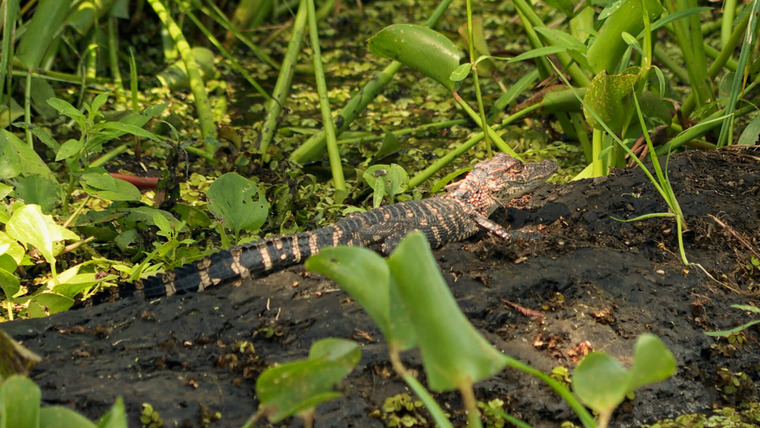 Swamp People — s14e09 — Hungry, Hungry Gators