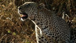 Africa's Deadliest — s03e04 — Bloodlines