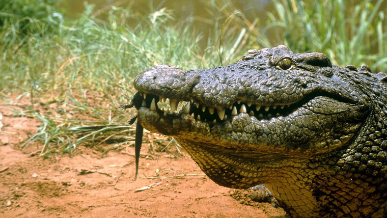 Man v. Animal — s01e11 — Ultimate Crocodile