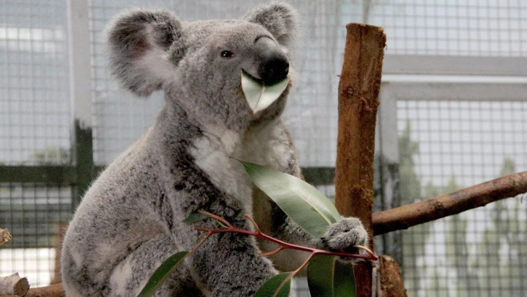 Secrets of the Zoo: Tampa — s03e10 — Koala-ty Time