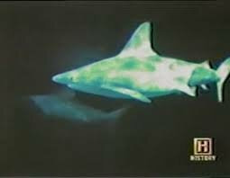В поисках... — s04e05 — Immortal Sharks