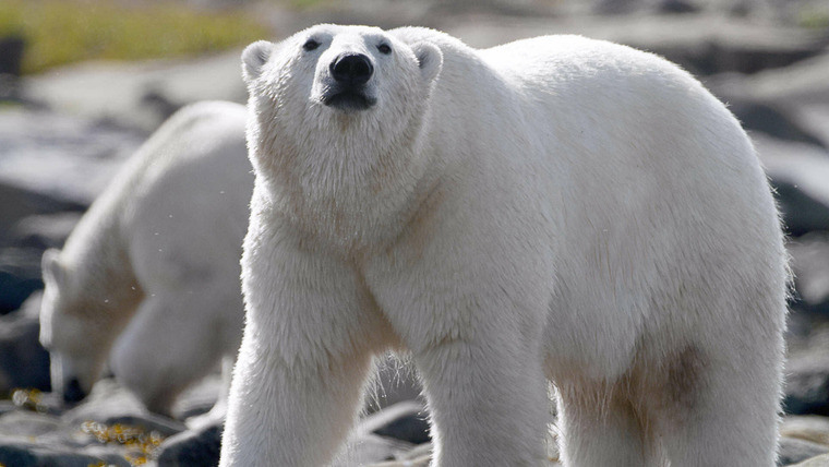 Городок полярных медведей — s02e02 — The Search for Big Bear