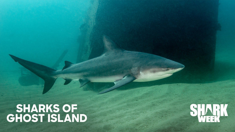 Shark Week — s2020e20 — Sharks of Ghost Island
