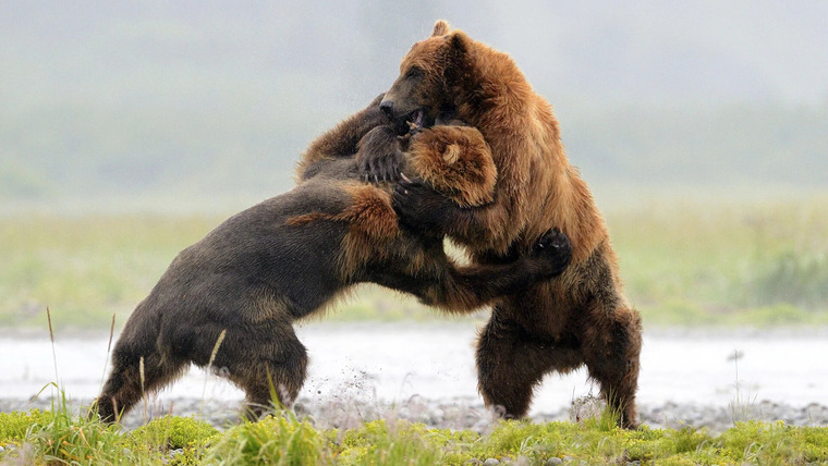 Animal Fight Night — s02e02 — Grizzly Bears, Guanacos, Beetles