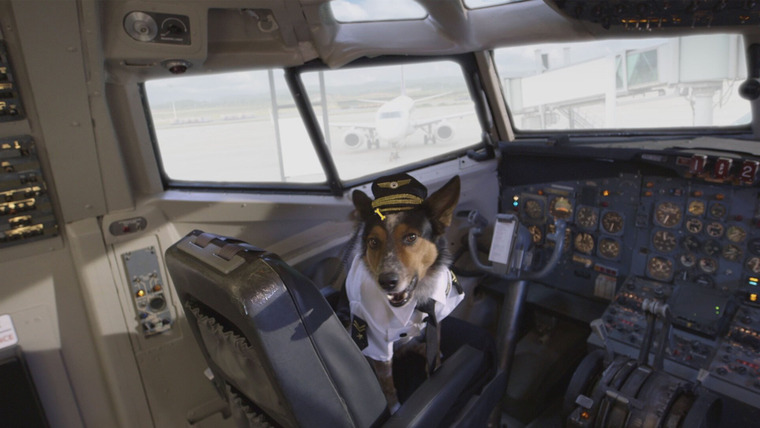 Mutt & Stuff — s01e23 — Dogs on a Plane