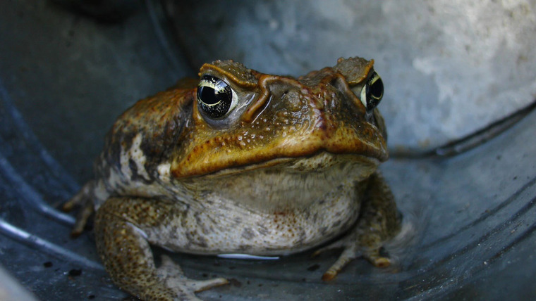 Man v. Animal — s01e05 — Killer Cane Toads