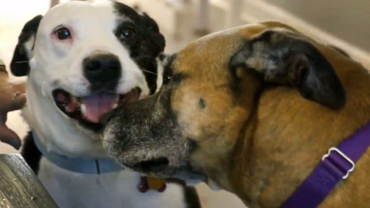На свободу с питбулем — s16e09 — Rescue Dogs Reunited