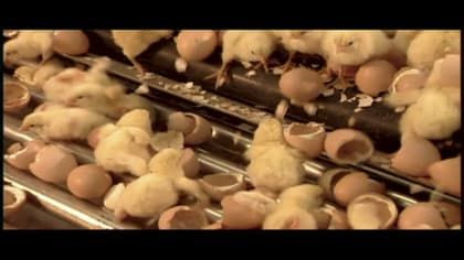 Как это работает? — s03e11 — Radiators; Hatchery Chicks; Filo Pastry; Cross-Country Skis