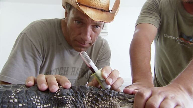 Грязная работенка — s03e18 — Alligator Egg Collector