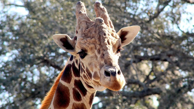 Secrets of the Zoo: Tampa — s03e02 — Giraffe Swap