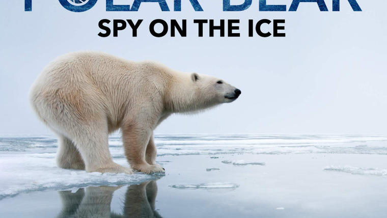 Живая природа: Специальные выпуски — s01 special-2 — Polar Bear: Spy on the Ice (Part 2)