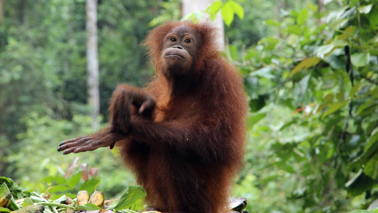 Meet the Orangutans — s01e04 — Baby on the Way