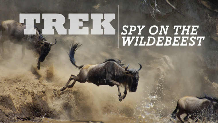 Живая природа: Специальные выпуски — s01 special-18 — Trek: Spy on the Wildebeest. Part 2: «The Crossing»