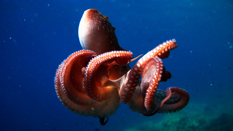 Nature's Strangest Mysteries: Solved — s01e19 — Octopus Throwdown!