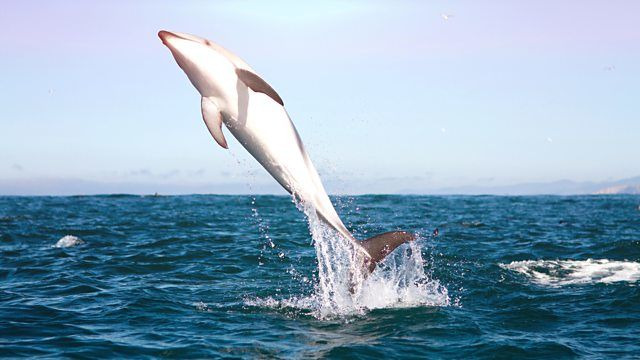 The Wonder of Animals — s01e09 — Dolphins