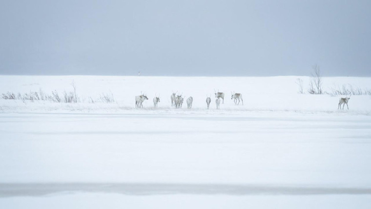 Жизнь у полярного круга — s23e12 — 100 Miles From Nowhere