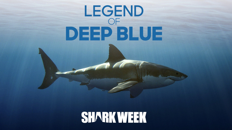 Shark Week — s2019e05 — Legend of Deep Blue