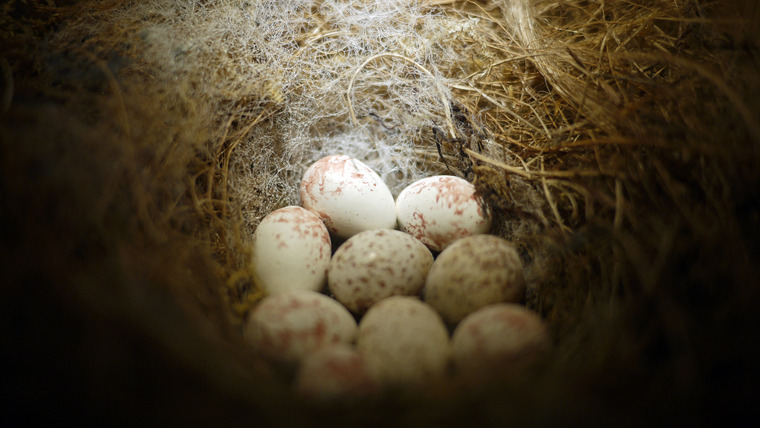 Nature's Strangest Mysteries: Solved — s01e05 — Unscrambling Eggs