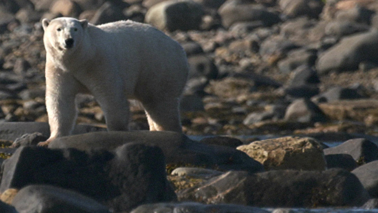 Городок полярных медведей — s02e03 — The Big Exodus