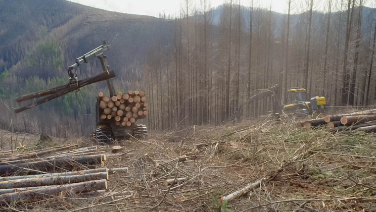 Tomorrow's World Today — s04e03 — Forestry Management