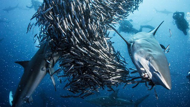 BBC: Вся правда об акулах — s01e01 — Episode 1