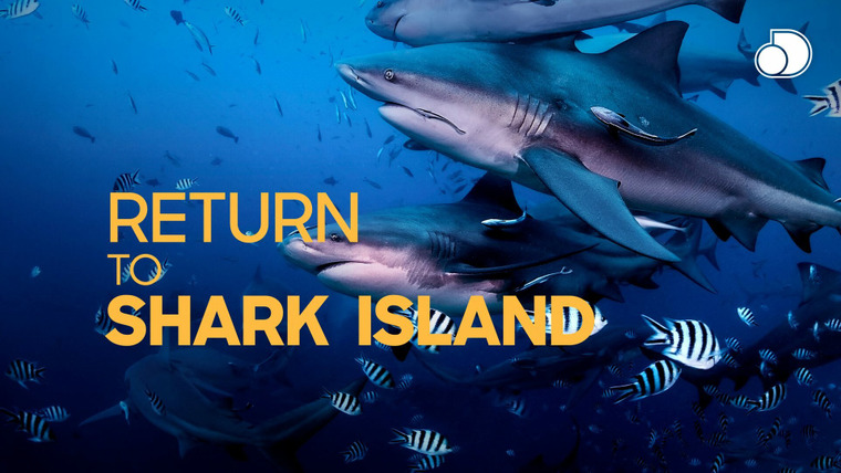 Shark Week — s2019e15 — Return to Shark Island