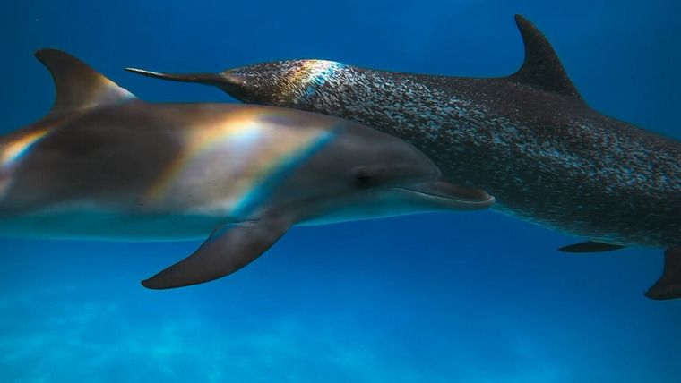 Удивительные животные — s02e04 — Dolphins
