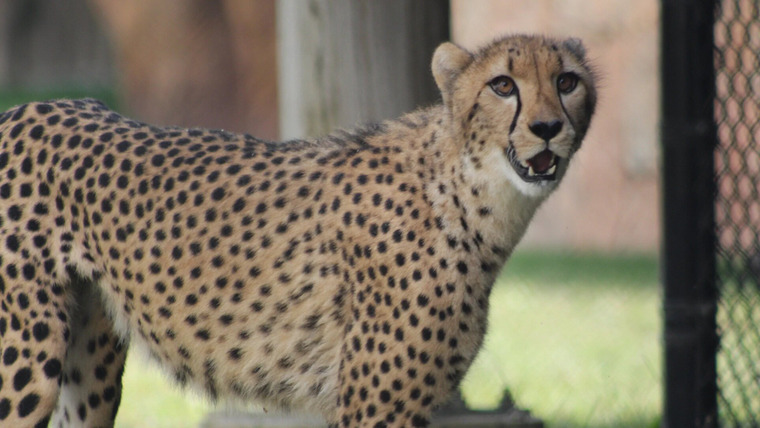Secrets of the Zoo — s04e01 — A Cheetah's Greatest Race
