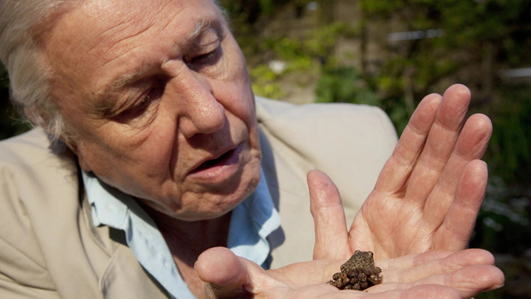 David Attenborough's Natural Curiosities — s01e02 — A Curious Hoax?
