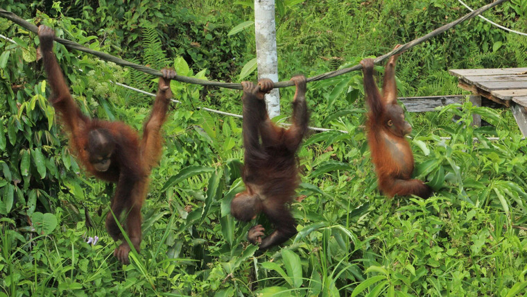 Meet the Orangutans — s01e03 — Expert Thieves
