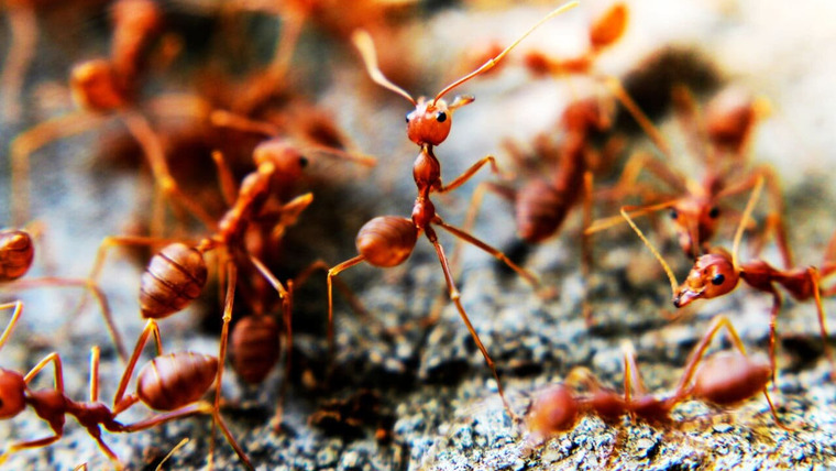 В поисках... — s02e22 — Deadly Ants
