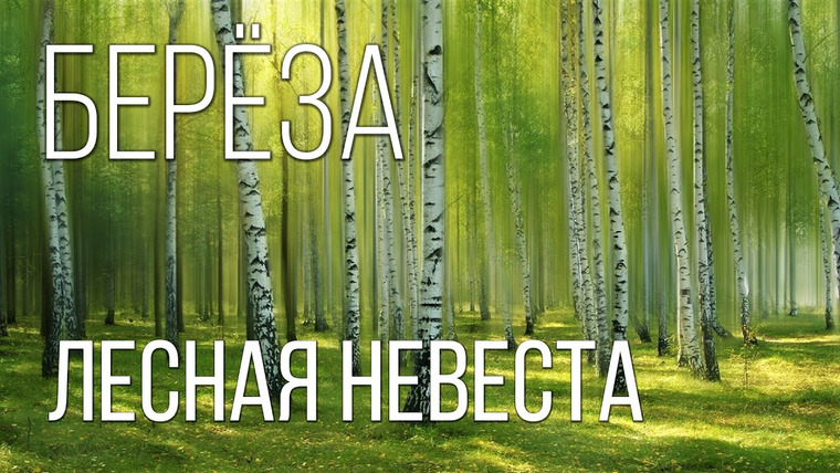 Планета Земля — s01e05 — Берёза: Лесная «невеста» | Интересные факты про березу