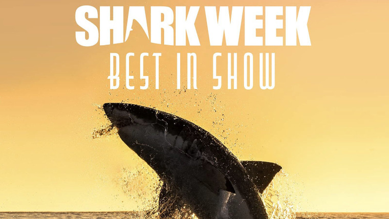 Shark Week — s2021e21 — Shark Week Best in Show