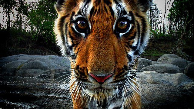 BBC: Тигр – Шпион джунглей — s01e01 — Episode 1