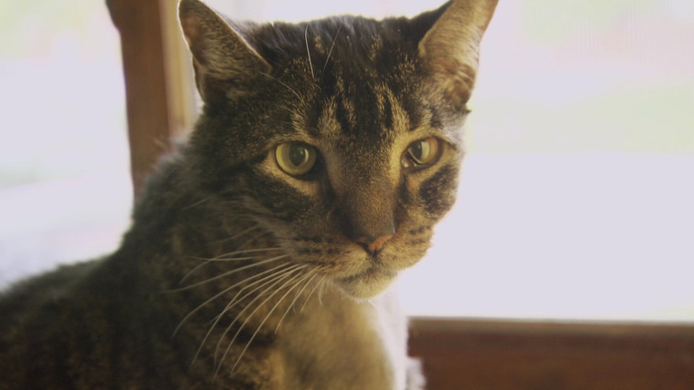 Доктор Джефф: ветеринар Роки-Маунтин — s01e08 — Feline Face Lift