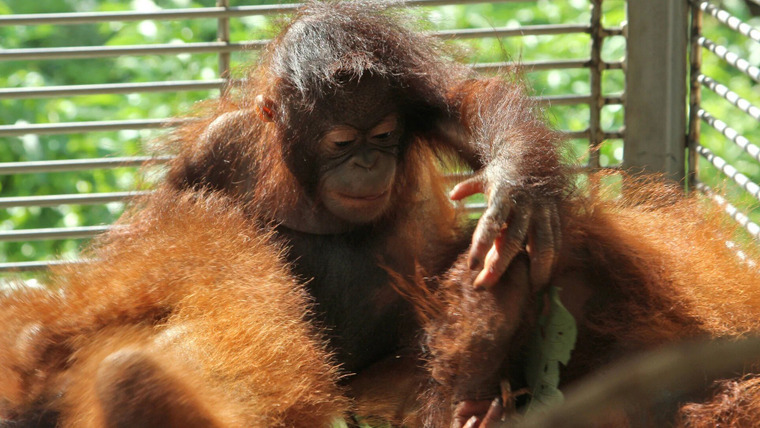 Meet the Orangutans — s01e02 — Settling In