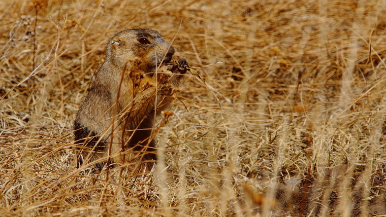Prairie Dog Manor — s01e02 — The Good, The Bad & The Snuggly