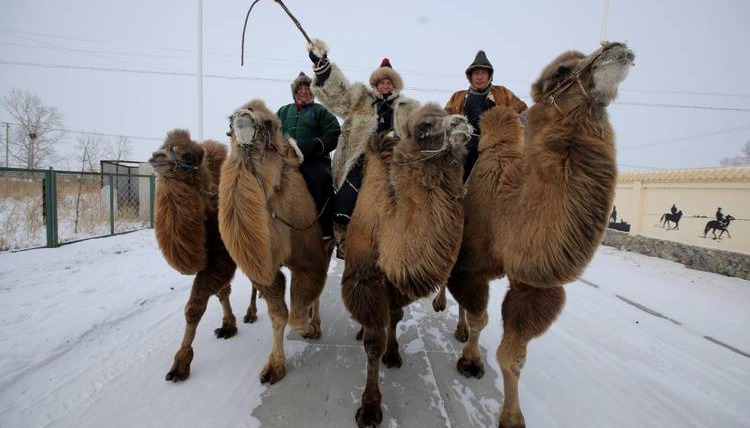 Мир наизнанку — s11e26 — Гонка на верблюдах и как монголы спасаются от мороза