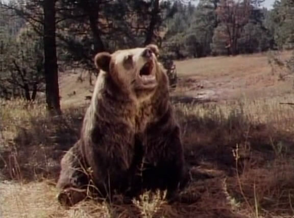 The Life and Times of Grizzly Adams — s01e01 — Adam's Cub
