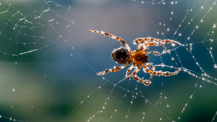 Nature's Strangest Mysteries: Solved — s01e01 — Sparkly Spider